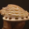 Natural Phalium fimbria Sea Shell { 75.59 mm }