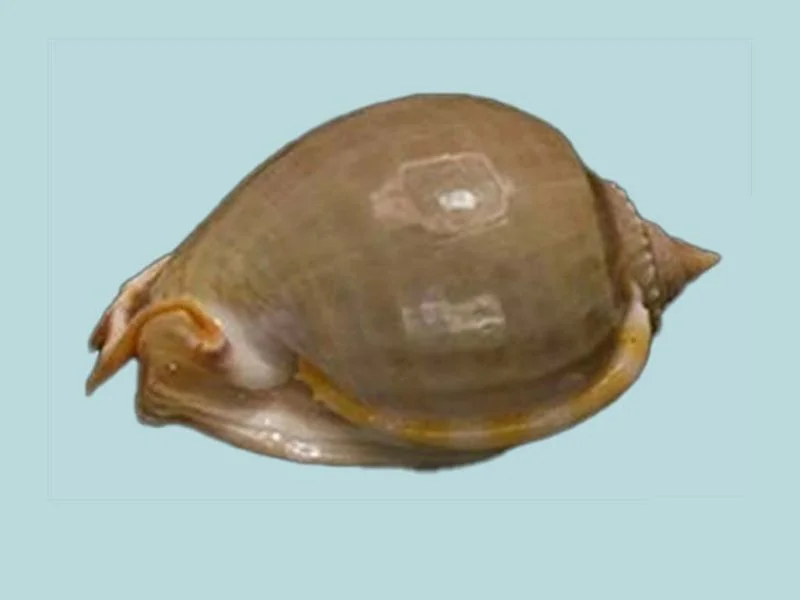 Natural Phalium glaucum Sea Shell