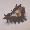 Homalocantha digitata Natural Sea Shell { 40.72 mm }