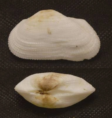 Gastrana multangula Natural Sea Shell { 41.24 mm }
