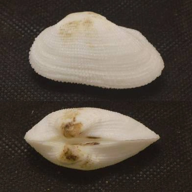 Gastrana multangula Natural Sea Shell { 41.58 mm }