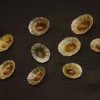 Cellana radiata Natural Sea Shell { 14.91 to 19.64 mm }