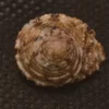 Euchelus tricarinata Natural Sea Shell { 15.46 mm }