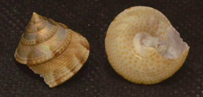 Calliostoma tranquebaricum Natural Sea Shell { 18.73 mm }