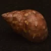 Phasianella modesta Natural Sea Shell { 19.76 mm }