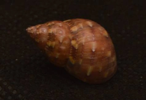 Phasianella modesta Natural Sea Shell { 19.76 mm }