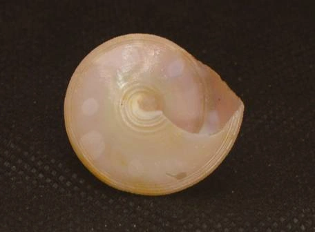 Calliostoma sublaeve Natural Sea Shell { 25.90 mm }
