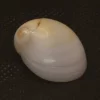 Polinices mammilla Natural Sea Shell { 25.47 mm }