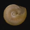 Calliostoma tranquebaricum Natural Sea Shell { 19.21 mm }