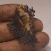 Homalocantha digitata Natural Sea Shell { 47.11 mm }