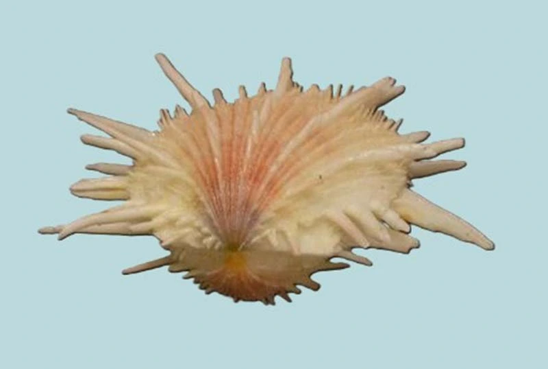 Spondylus imperialis Natural Sea Shell { 48.03 mm }