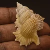 Gyrineum bozzettii Natural Sea Shell { 48.05 mm } FINE+++, This magnificent specimen is a superb specimen of exemplary quality.