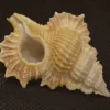 Gyrineum bozzettii Natural Sea Shell { 48.05 mm }