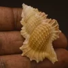 Gyrineum bozzettii Natural Sea Shell { 48.55 mm }