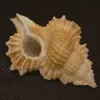 Gyrineum bozzettii Natural Sea Shell { 48.55 mm }