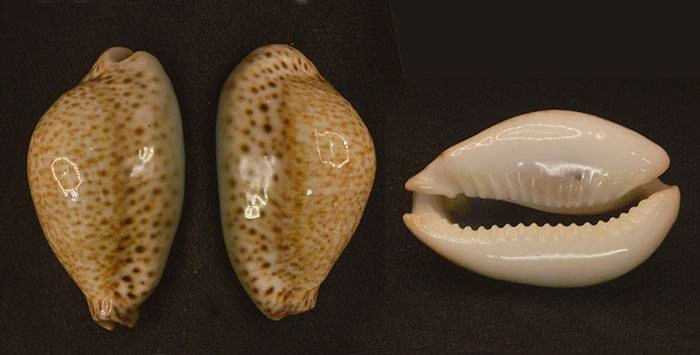 Naria turdus Natural Sea Shell { 49.49 mm }