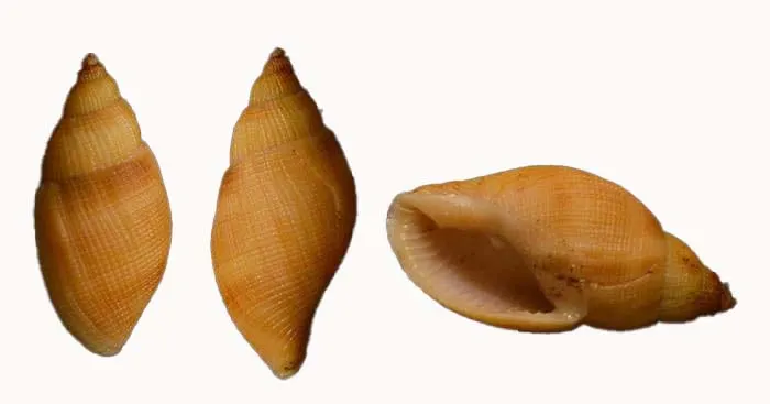 Natural Merica elegans Sea Shell is a visually stunning marine specimen