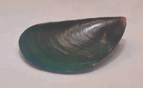 Perna viridis Natural Sea Shell { 51.43 mm }