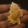 Gyrineum bozzettii Natural Sea Shell { 51.87 mm }