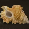 Gyrineum bozzettii Natural Sea Shell { 51.87 mm }