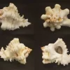 Hexaplex kuesterianus Natural Sea Shell { 107.81 mm }