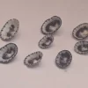 Clypidina notata Natural Sea Shell { 14.00 to 20.27 mm }