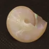 Calliostoma sublaeve Natural Sea Shell { 24.88 mm }