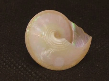 Calliostoma sublaeve Natural Sea Shell { 24.88 mm }
