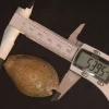 Naria turdus Natiural Sea Shell { 53.98 mm }