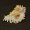Homalocantha digitata Natural Sea Shell { 49.30 mm }