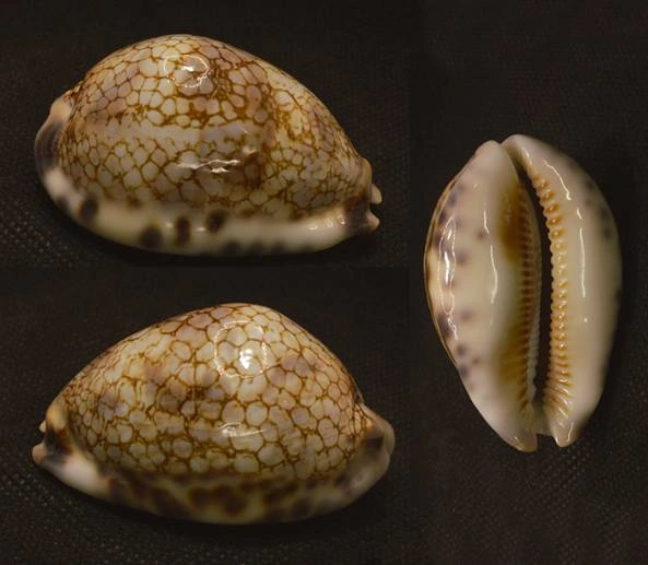 Mauritia histrio Natural Sea Shell { 55.85 mm }