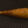 Turritella terebra Natural Sea Shell { 28.66 mm }
