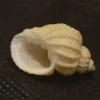 Natural Nipponaphera quasilla Sea Shell { 23.97 mm }