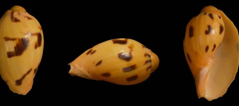 Melo melo Natural Sea Shell { 61.56 mm }