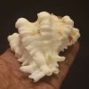 Hexaplex kuesterianus Natural Sea Shell { 107.81 mm }