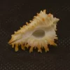 Homalocantha digitata Natural Sea shell { 28.49 mm }
