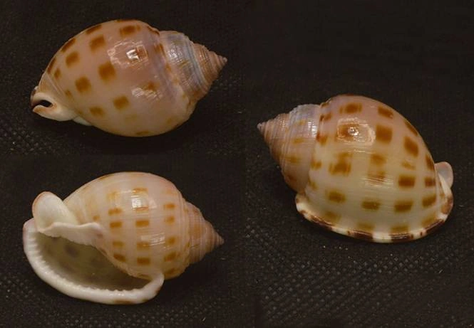 Natural Semicassis canaliculata Sea Shell { 44.48 mm }