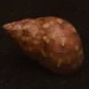Phasianella modesta Natural Sea Shell { 19.76 mm }