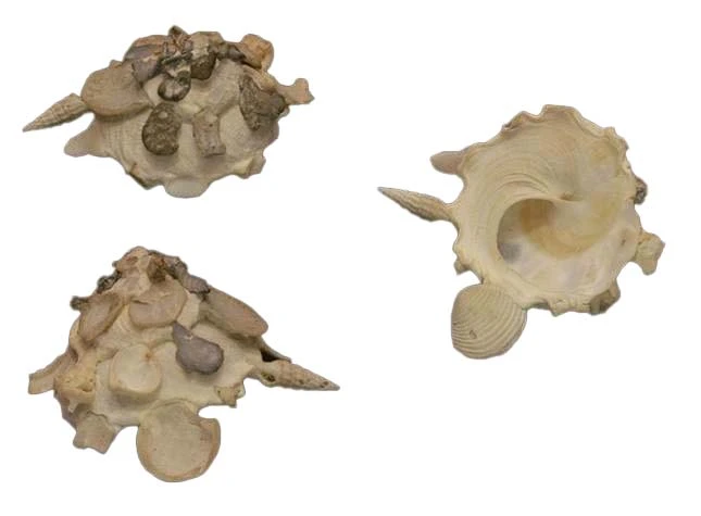 Stellaria testigera profunda { 60.94 mm }