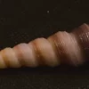 Turritella duplicata Natural Sea Shell { 67.78 mm }