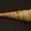 Turritella terebra Natural Sea Shell { 26.10 mm }