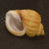 Natural Scalptia crenifera Sea Shell { 20.74 mm }