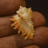 Homalocantha digitata Natural Sea shell { 28.49 mm }