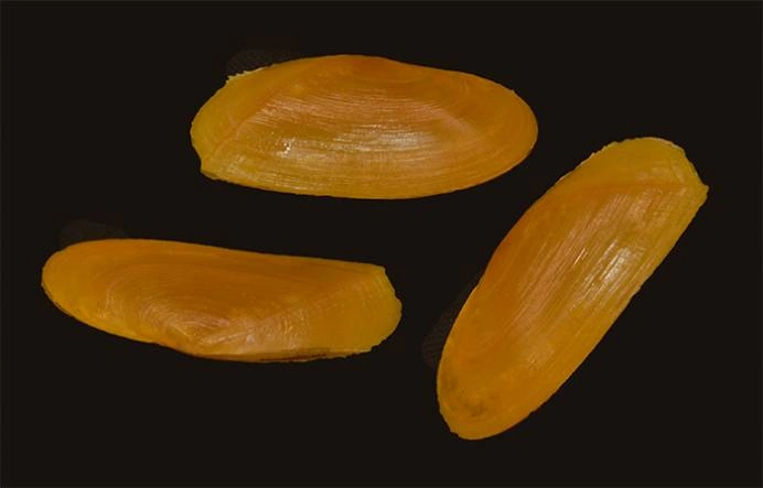 Phylloda foliacea Natural Sea Shell { 75.89 mm }