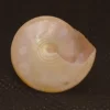 Calliostoma sublaeve Natural Sea Shell { 25.90 mm }