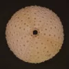 Echinoidea indian sea urchin Natural Sea Shell { 80.60 mm }