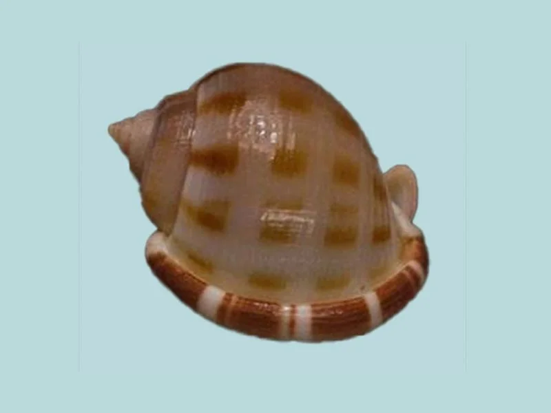 Natural Semicassis canaliculata Sea Shell { 35.80 mm }
