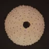 Echinoidea indian sea urchin Natural Sea Shell { 81.67 mm }