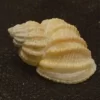Natural Nipponaphera quasilla Sea Shell { 23.97 mm }