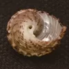 Euchelus tricarinata Natural Sea Shell { 15.46 mm }